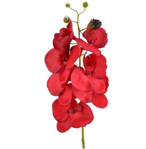 Орхідея "Сантьяго" червоний марсала