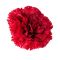 Голова гвоздики червона 9 см
