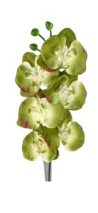 Орхідея "метелик" зелена