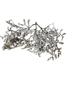 Сухоцвіт гіпсофіли