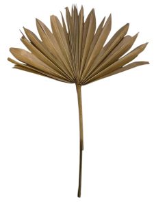 Пальмове листя розкидисте