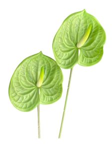 Антуріум міні латексний зелений