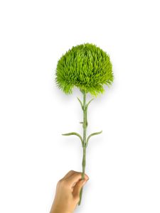 Діантус Зелений