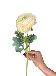 Ранункулюс білий