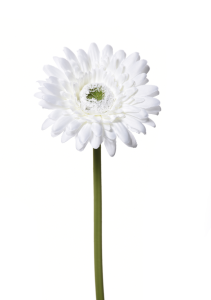 Гербера біла