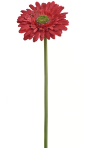 Гербера червона