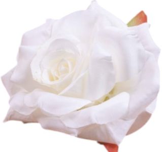 Троянда "лейді" біла 9 см