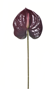 Антуріум латексний бордовий