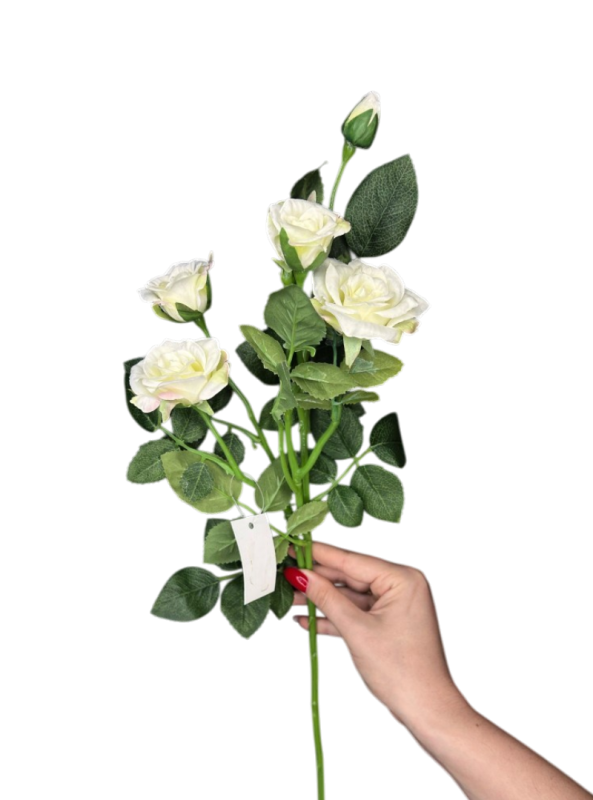 Кущова троянда біла