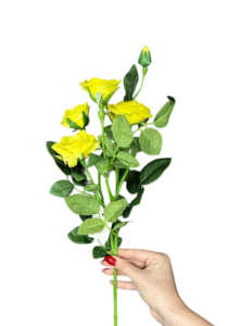 Кущова троянда жовта